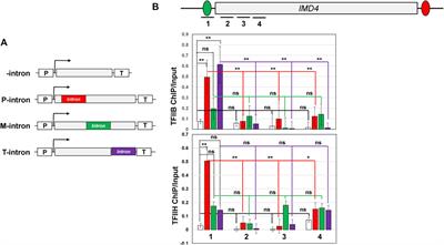 Proximity to the Promoter and Terminator Regions Regulates the Transcription Enhancement Potential of an Intron